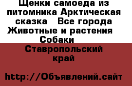 Щенки самоеда из питомника Арктическая сказка - Все города Животные и растения » Собаки   . Ставропольский край
